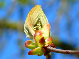 flores bach chestnut bud