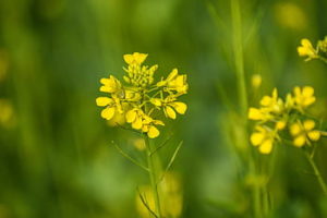 flores bach mustard