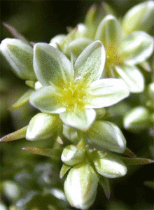 scleranthus flores de bach