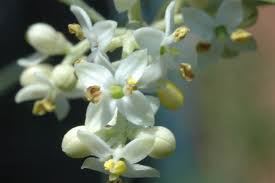 olive flores de bach